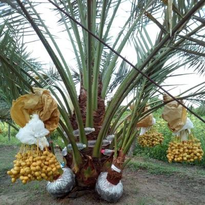 Chà là mô Barhee Vàng